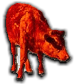 red heifer