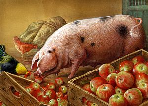 apples&pig