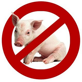 no pig