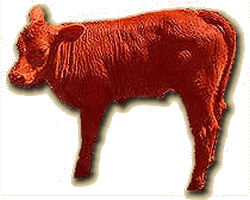 red heifer