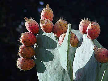 Sabra Cactus